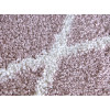Fantasy Gray 12554/71 | carpet.ua 