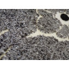 Ghali 5104/82874c ivory | Carpet.ua