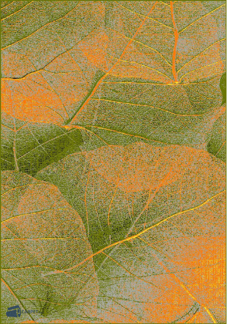 Kolibri 11222/359 | carpet.ua 
