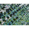 Kolibri 11567/430 | carpet.ua 