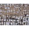 Kolibri 11567/GB29 | carpet.ua 