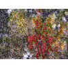 Kolibri 11582/BG92 | carpet.ua 