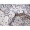 Kolibri 18098/BG19 | carpet.ua 
