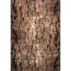 Luna 1836/12 | carpet.ua 