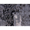 Mila 35206/160 | carpet.ua 